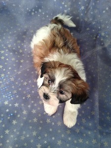Male Teddy bear puppy for sale #1 Born February 10, 2013|Discounted shipping available to Florida and many other states right Now!